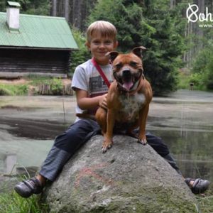 Stafordšírský bulteriér a děti